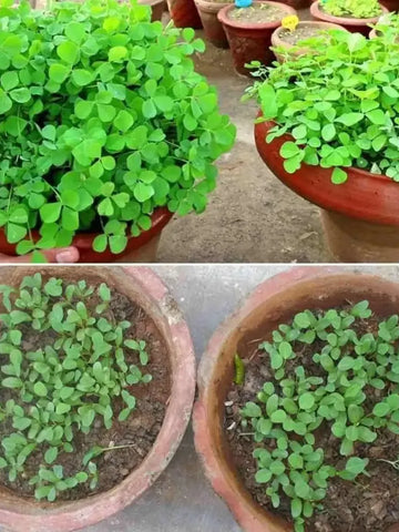 Premium Fenugreek Seeds (20)