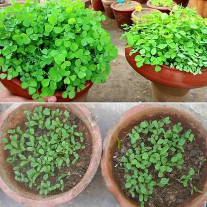 Premium fenugreek seeds (20) - gardening