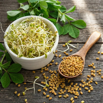 Premium fenugreek seeds (20) - gardening