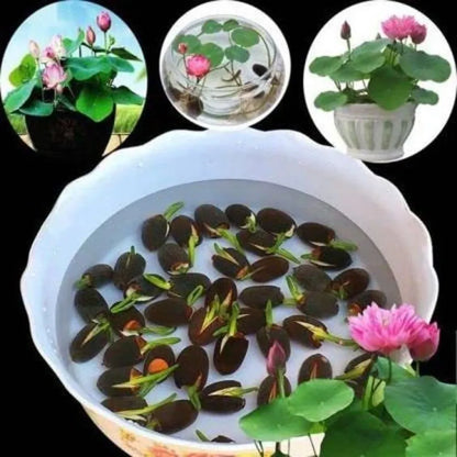 Premium flower seeds – 40 pack