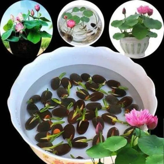 Premium flower seeds – 40 pack