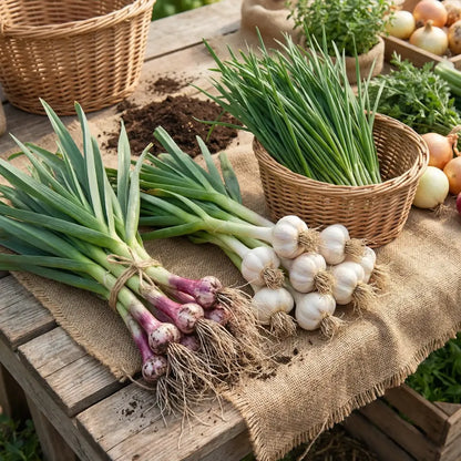 Premium garlic planting bulbs - gardening