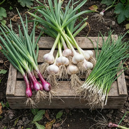 Premium garlic planting bulbs - gardening