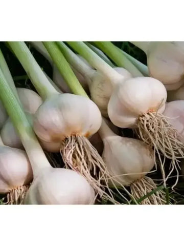 Premium Garlic Planting Bulbs