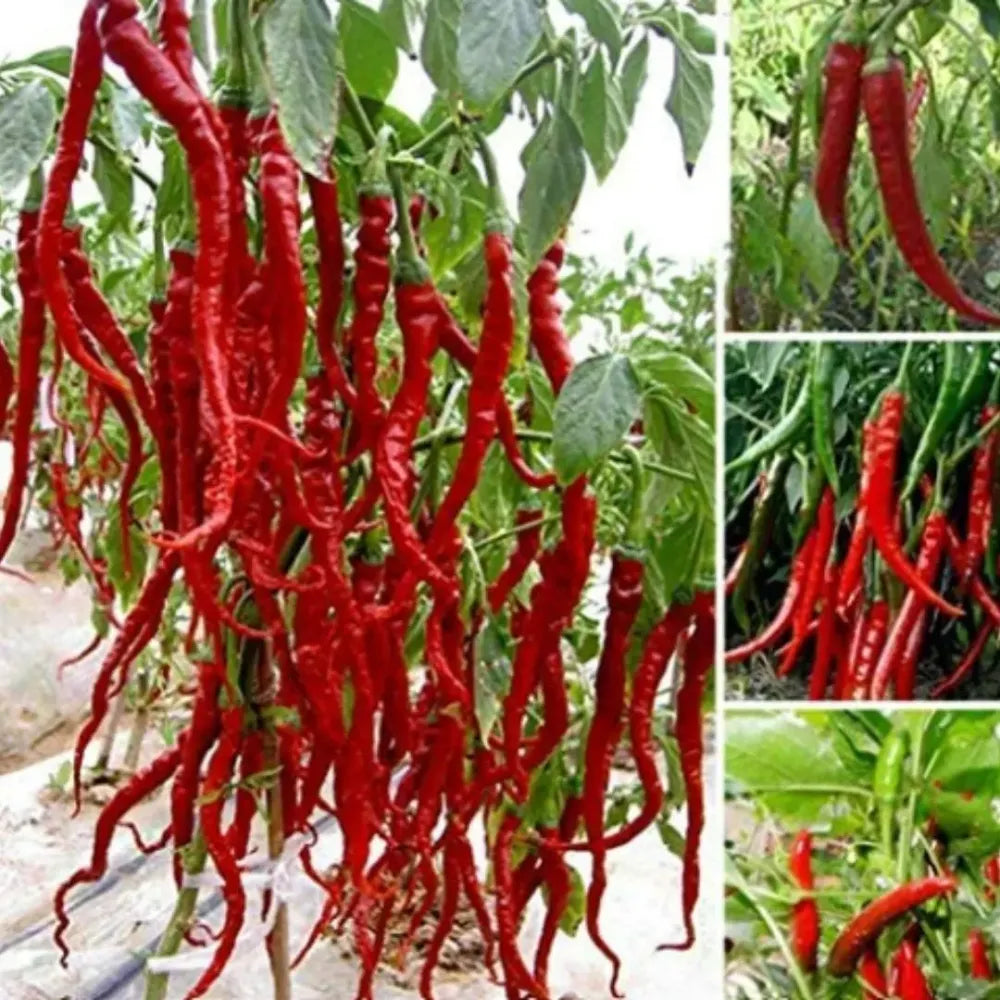 Premium hybrid chili seeds