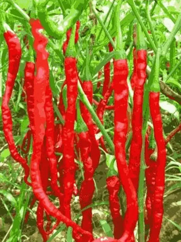 Premium Hybrid Chili Seeds