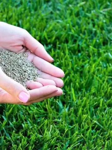 Premium Hybrid Grass Seeds