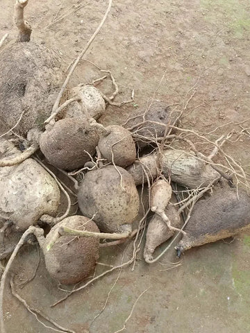 Premium Jicama Seeds
