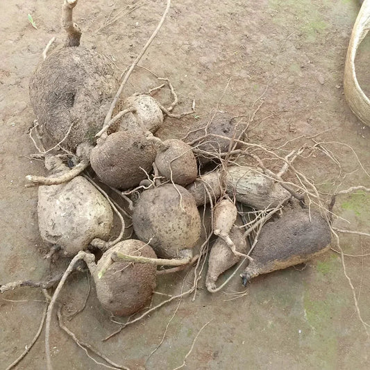 Premium jicama seeds - gardening