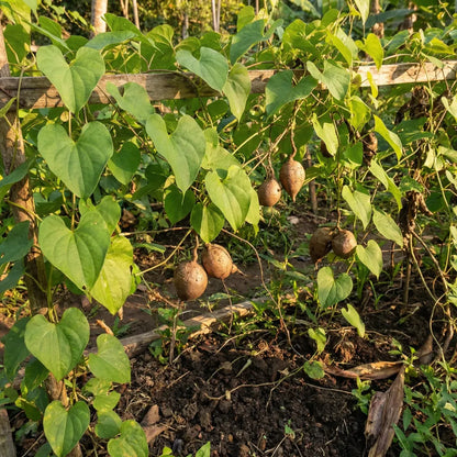 Premium jicama seeds - gardening