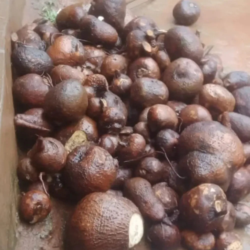 Premium jicama seeds