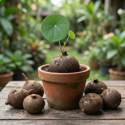 Premium jicama seeds - gardening