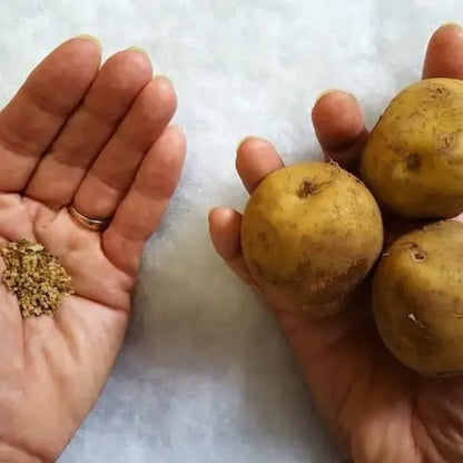 Premium seed potatoes