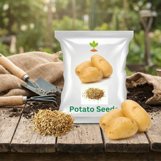 Premium seed potatoes