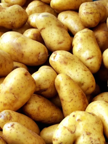 Premium Seed Potatoes