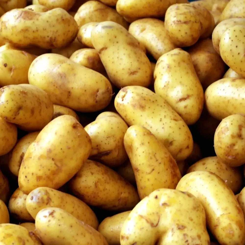 Premium seed potatoes