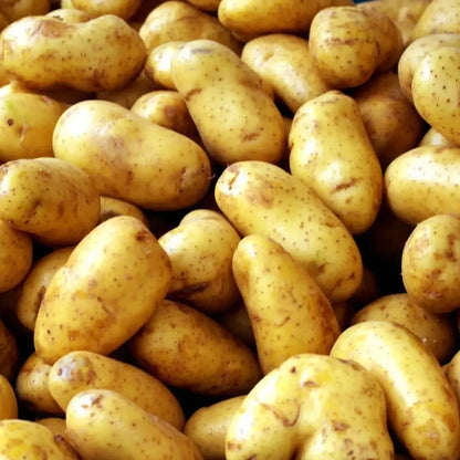Premium seed potatoes