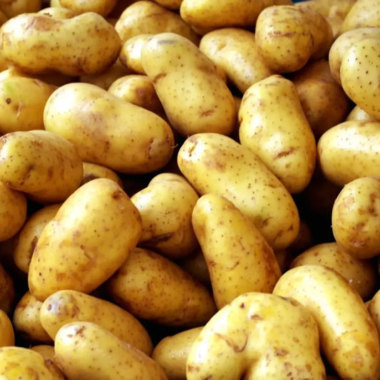 Premium seed potatoes