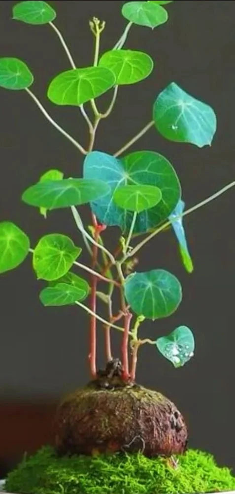 Rare stephania erecta bulb