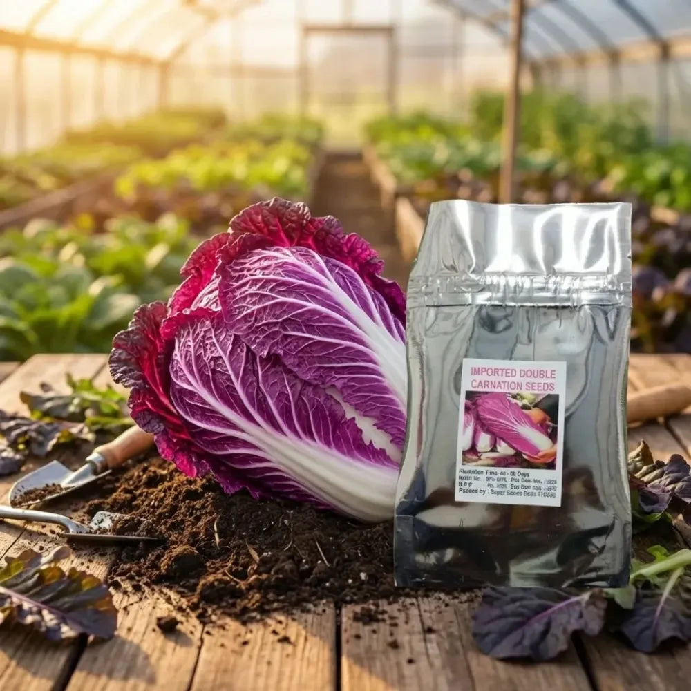 Purple cabbage seeds