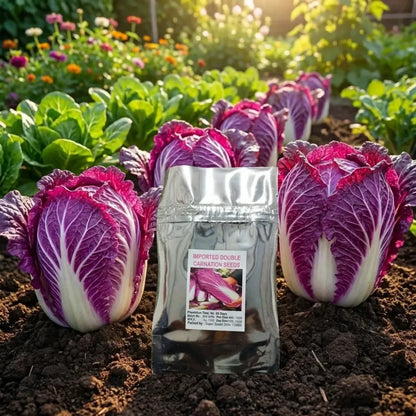 Purple cabbage seeds