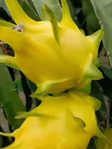 Rainbow Dragon Fruit Seeds