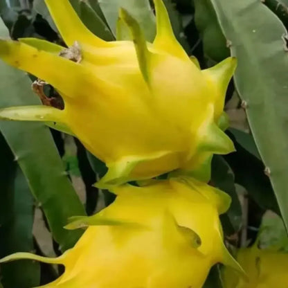 Rainbow dragon fruit seeds - gardening