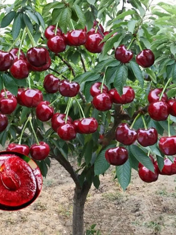 Rainier Cherry Seeds Pack