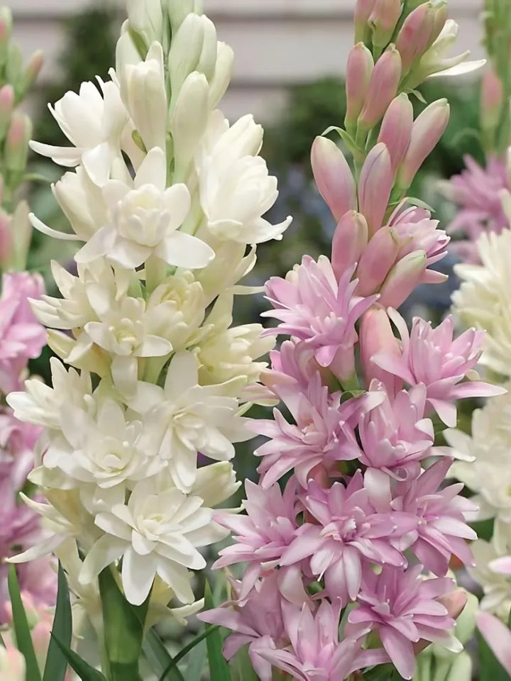 Rajnigandha Double Petal Tuberose Bulbs (Pack of 2)
