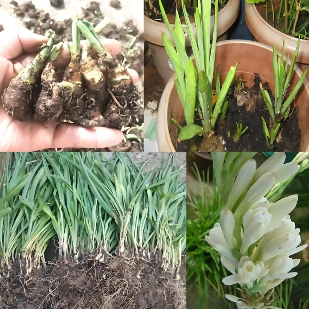 Rajnigandha double petal tuberose bulbs (pack of 2)