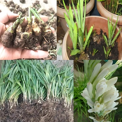 Rajnigandha double petal tuberose bulbs (pack of 2)