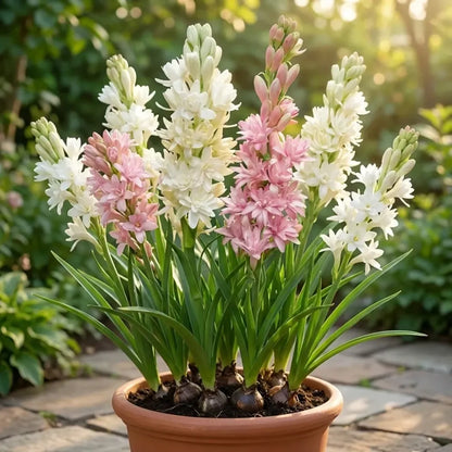 Rajnigandha double petal tuberose bulbs (pack of 2)