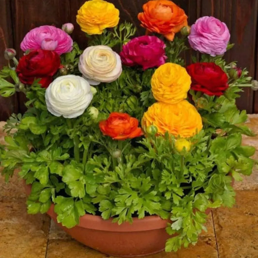 Ranunculus flower seeds – pack of 1