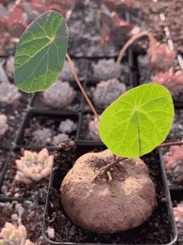 Rare Stephania Erecta Bulb