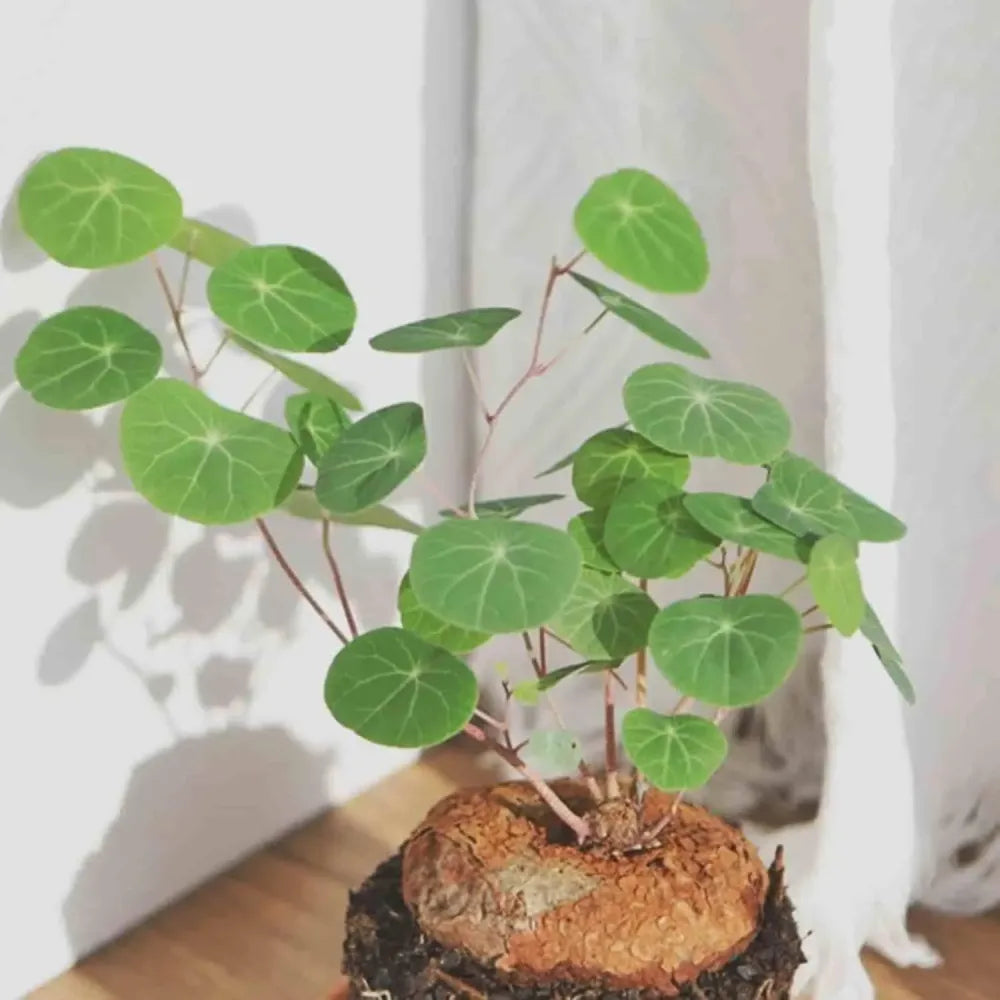 Rare stephania erecta bulb - gardening