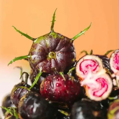 Red beery ginseng-spider fruit seeds