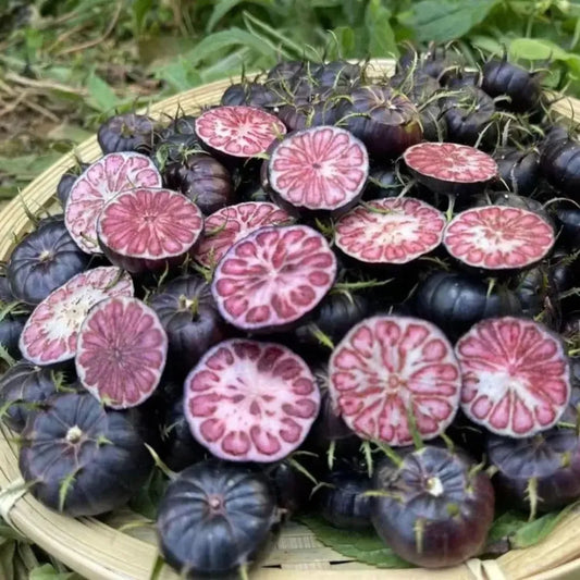 Red berry ginseng seeds