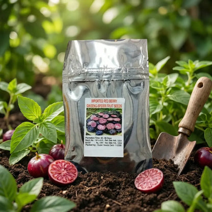 Red berry ginseng seeds