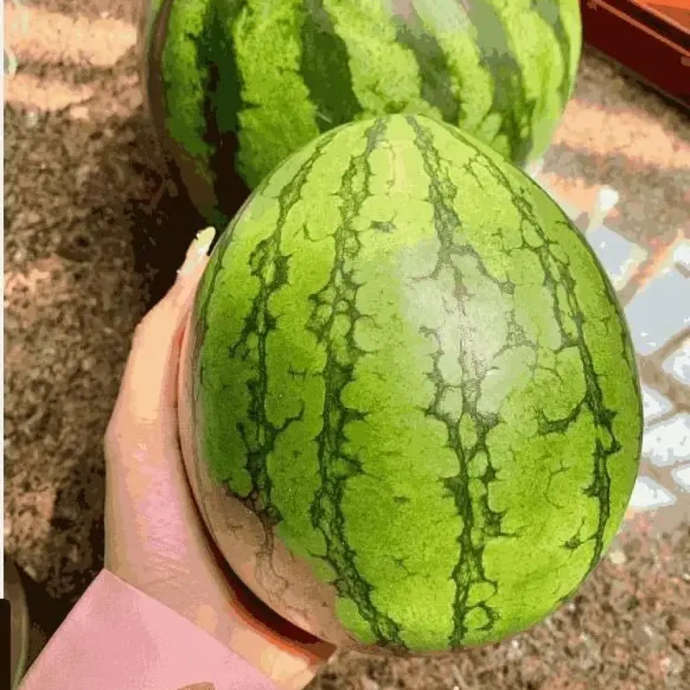 Ruby watermelon seed pack - gardening