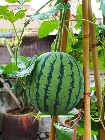 Ruby Watermelon Seeds