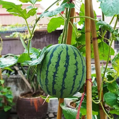 Ruby watermelon seeds - home essentials