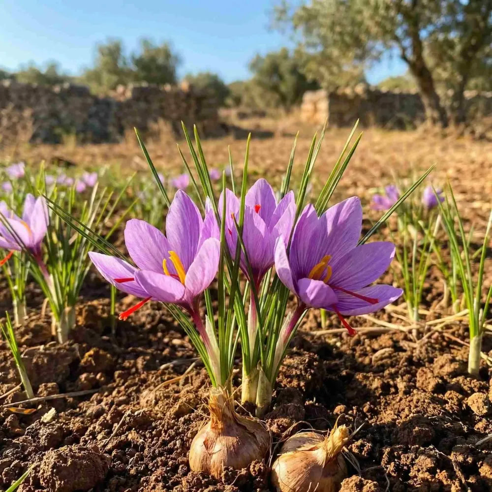 Saffron bulbs (pack of 1)
