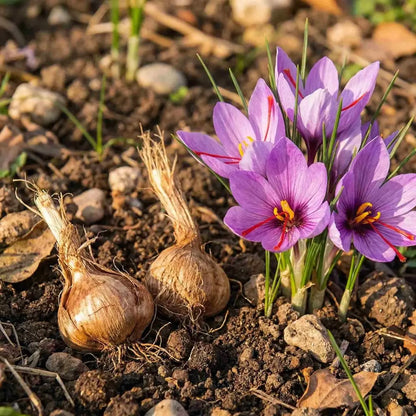 Saffron bulbs (pack of 1)