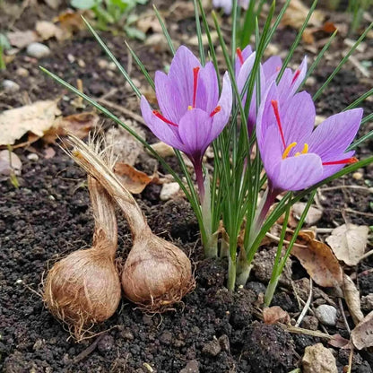 Saffron bulbs (pack of 1)