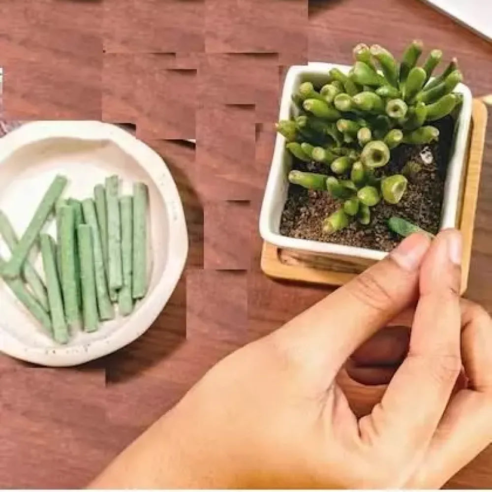 Smart-release plant food sticks