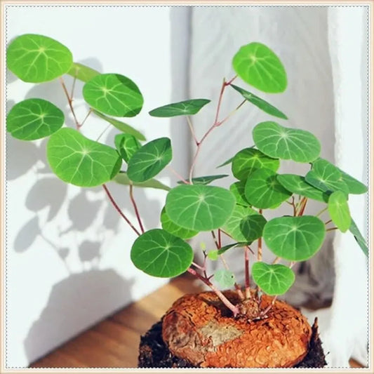 Stephania erecta bulbs – pack of 2
