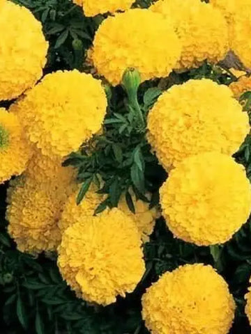 Sunny Yellow Marigold Seeds