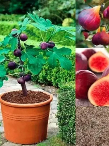 Sweet Fig Tree Seeds
