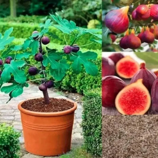 Sweet fig tree seeds - gardening