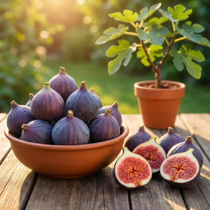 Sweet fig tree seeds - gardening